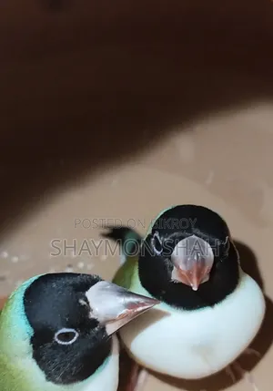 Gouldian Finch