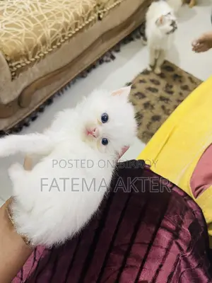 0-1 Month Female Purebred Persian