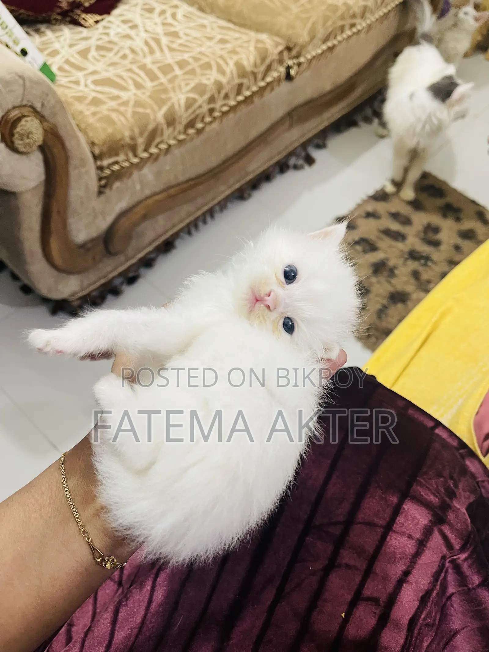 0-1 Month Female Purebred Persian