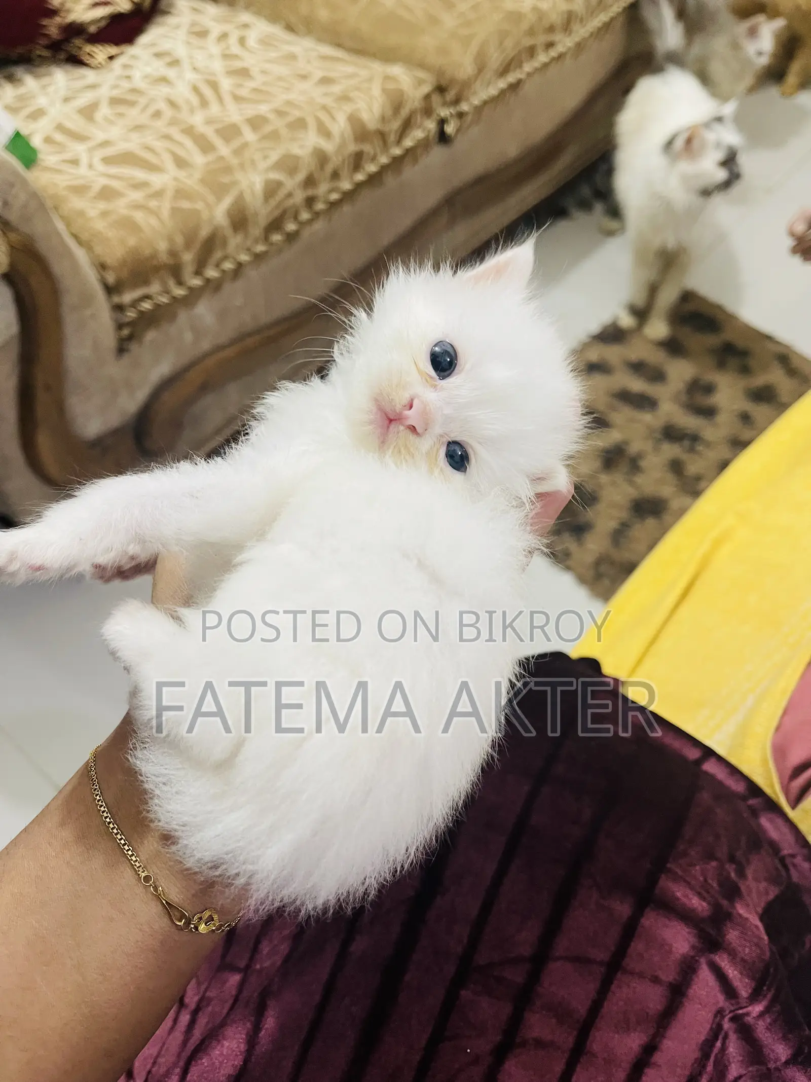 0-1 Month Female Purebred Persian