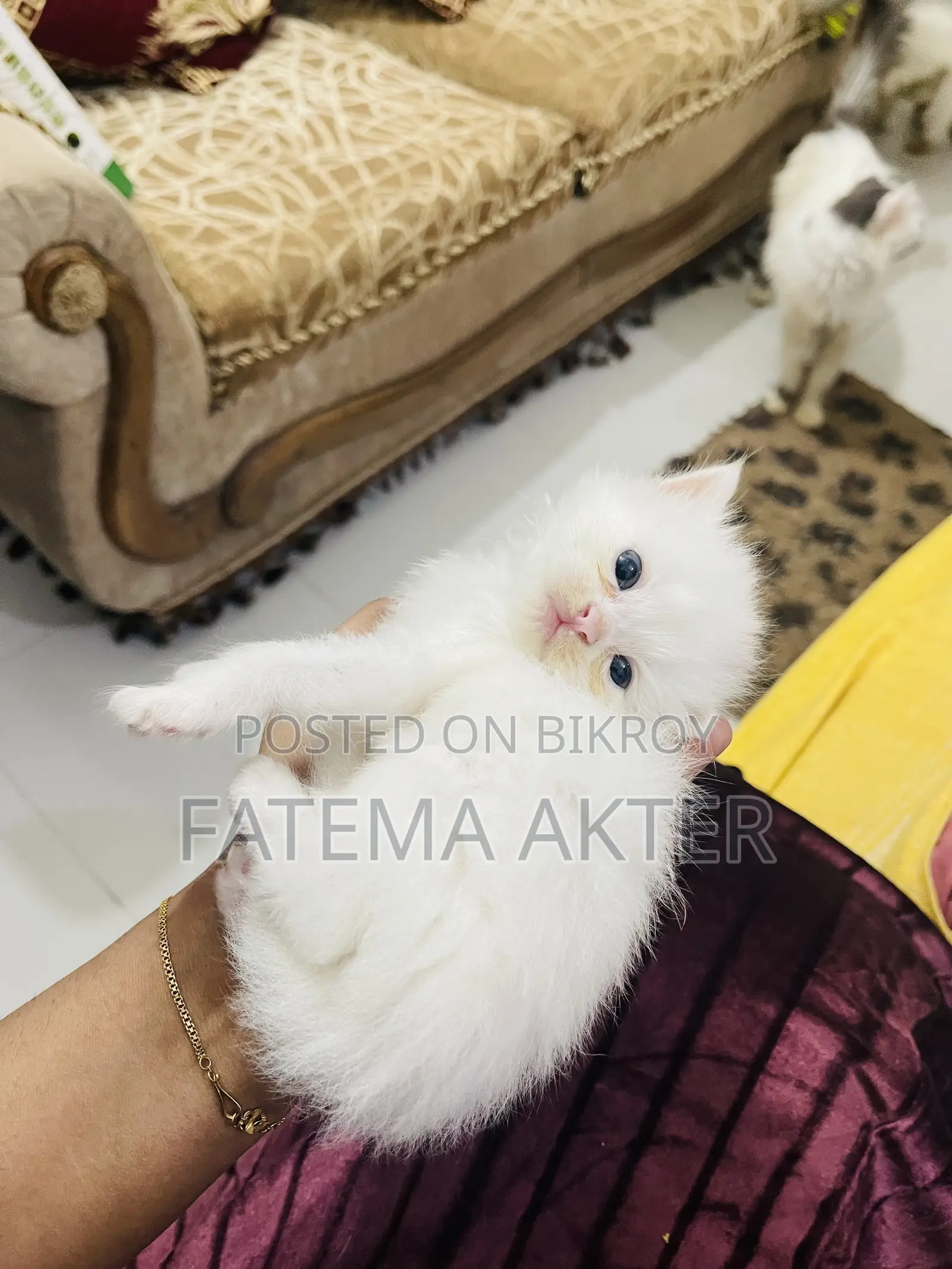 0-1 Month Female Purebred Persian