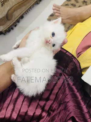 0-1 Month Female Purebred Persian Cat