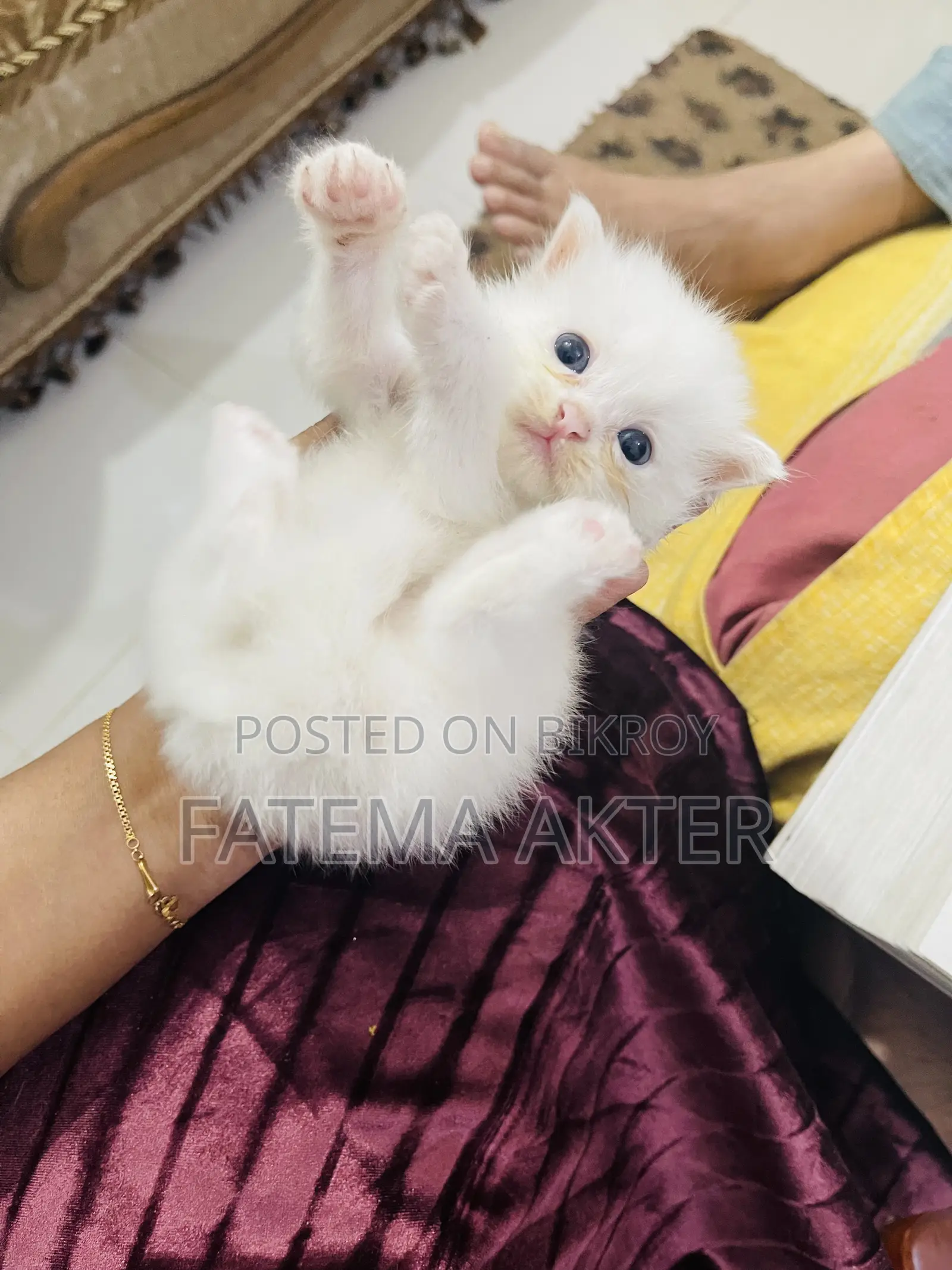 0-1 Month Female Purebred Persian Cat
