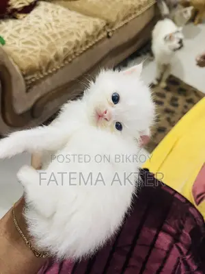 0-1 Month Female Purebred Persian Cat