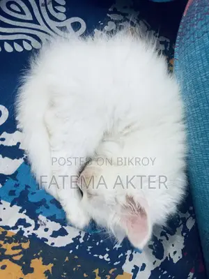 0-1 Month Female Purebred Persian Cat