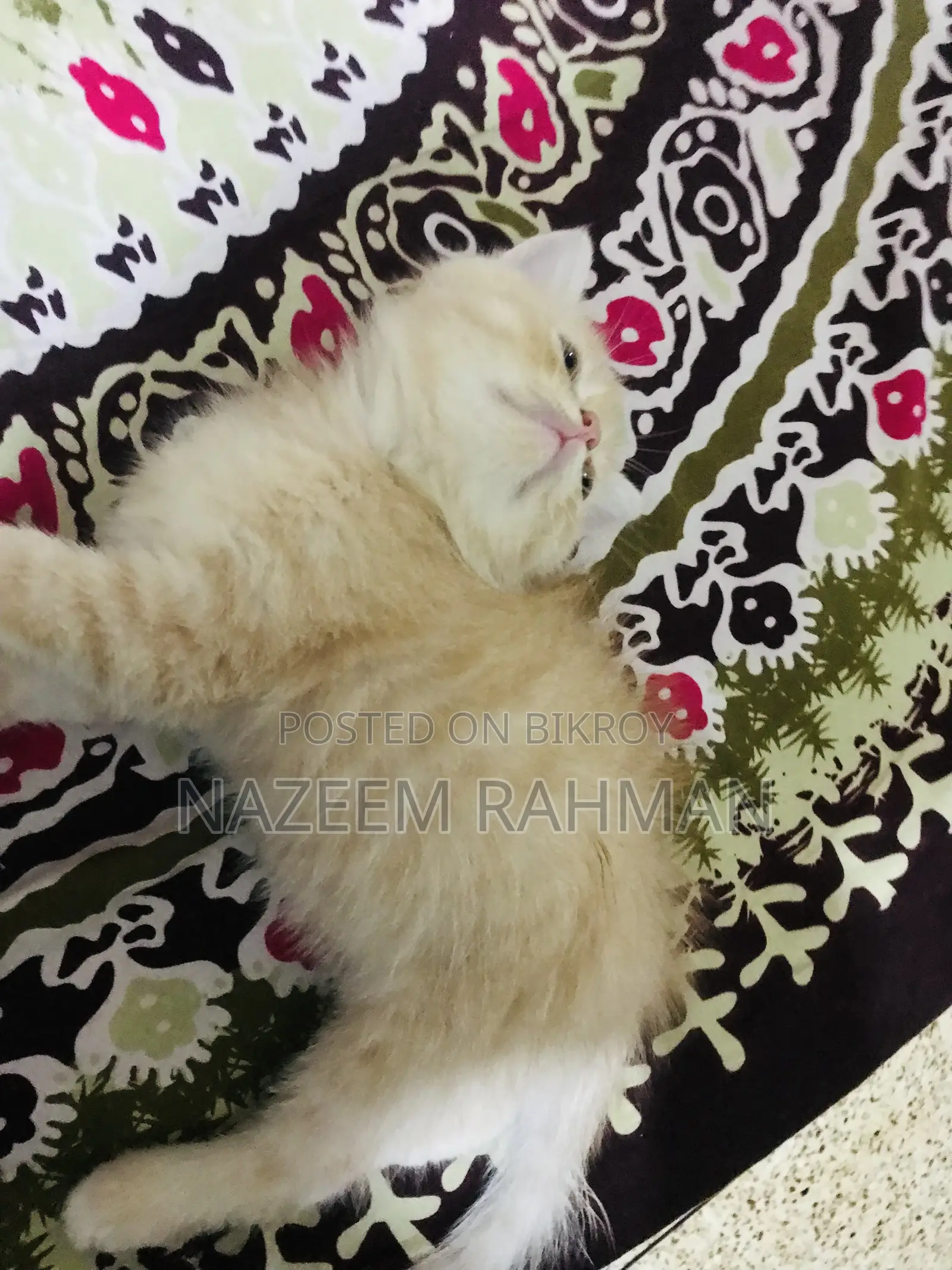 1-3 Months Female Purebred Persian