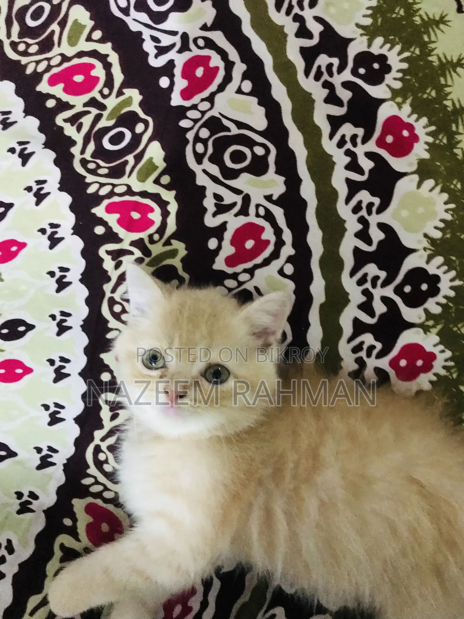 1-3 Months Female Purebred Persian