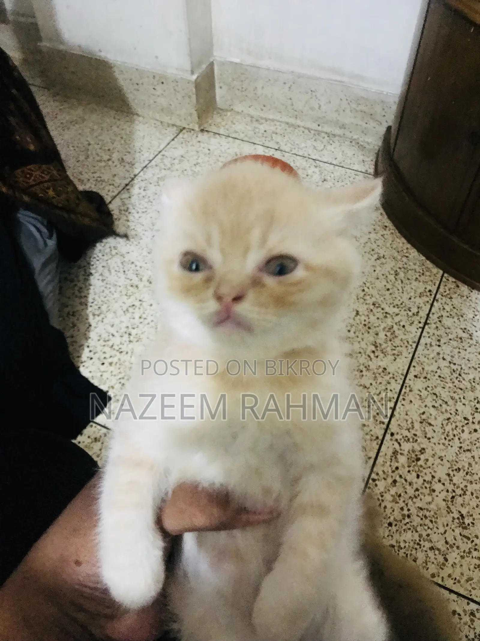 1-3 Months Female Purebred Persian
