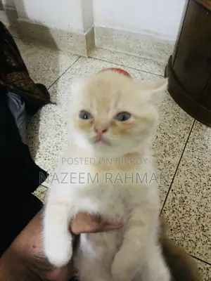 1-3 Months Female Purebred Persian