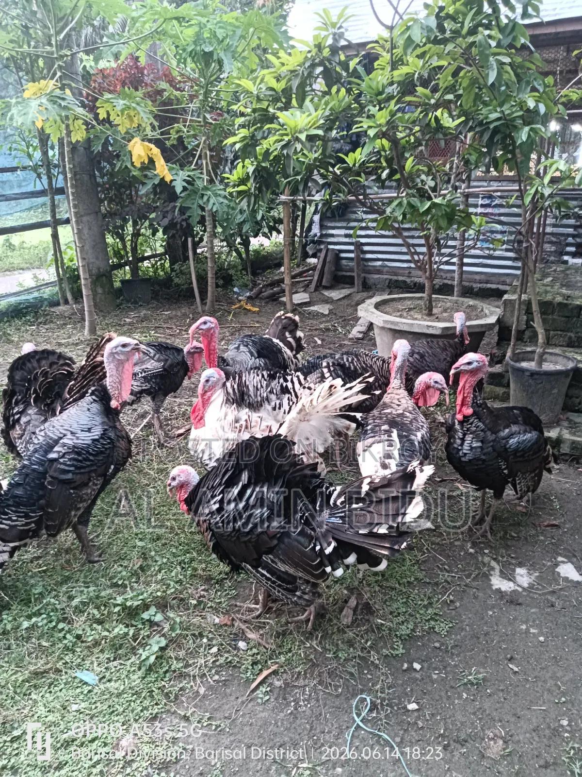 টার্কি মুরগী