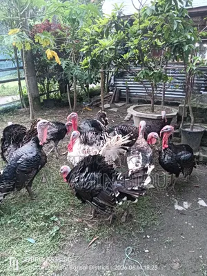 টার্কি মুরগী