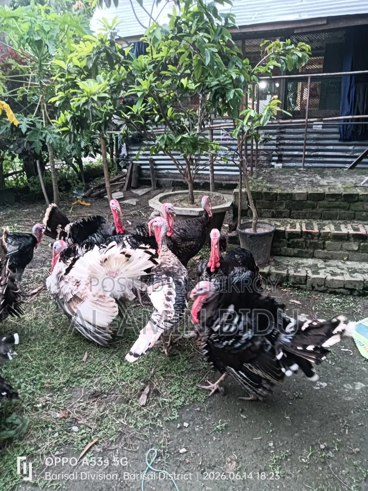টার্কি মুরগী
