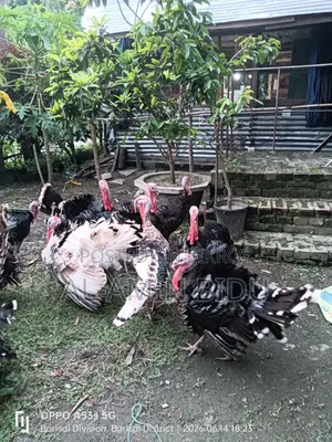 টার্কি মুরগী