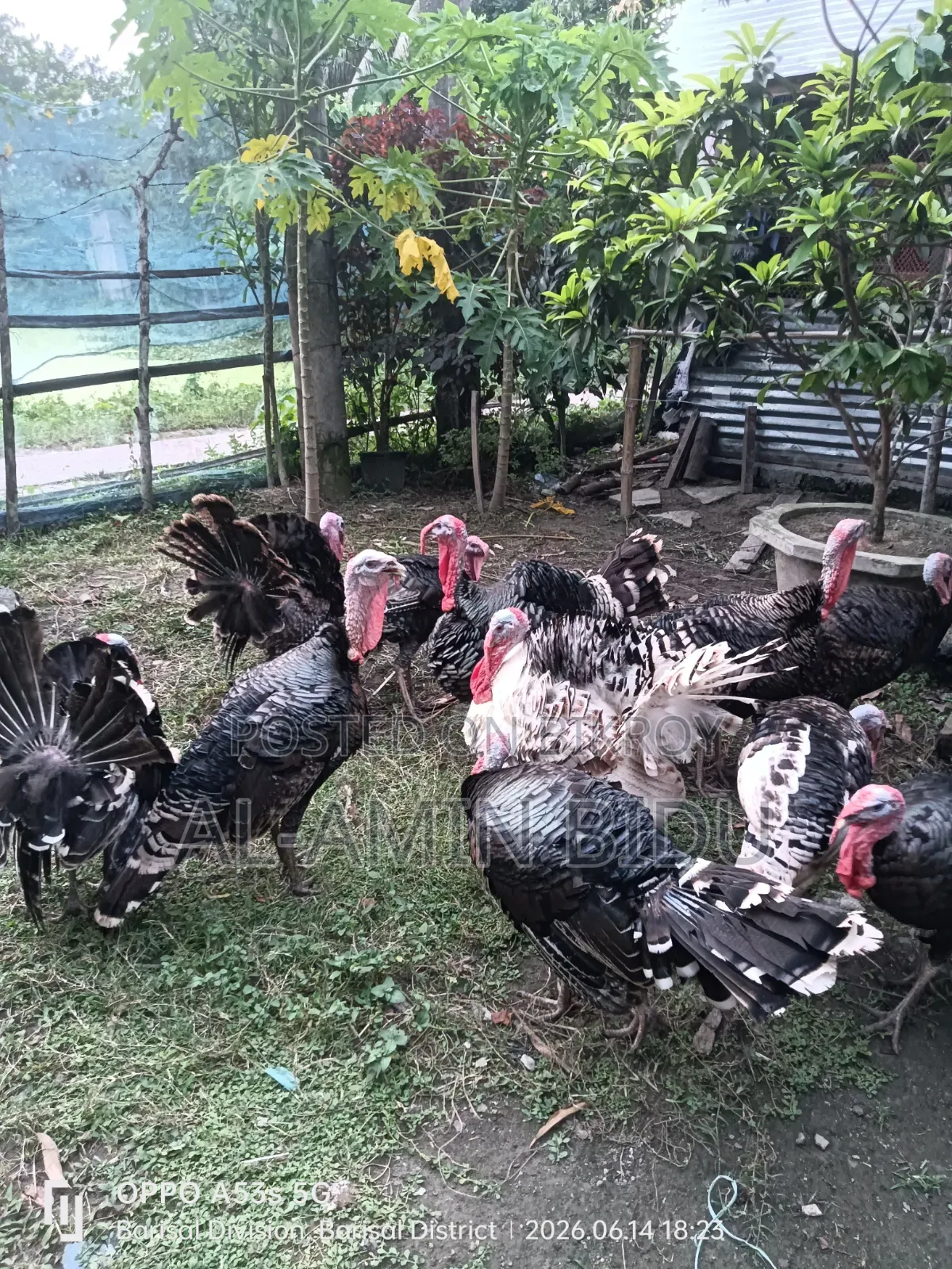 টার্কি মুরগী
