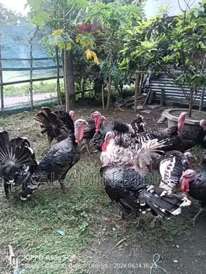 টার্কি মুরগী