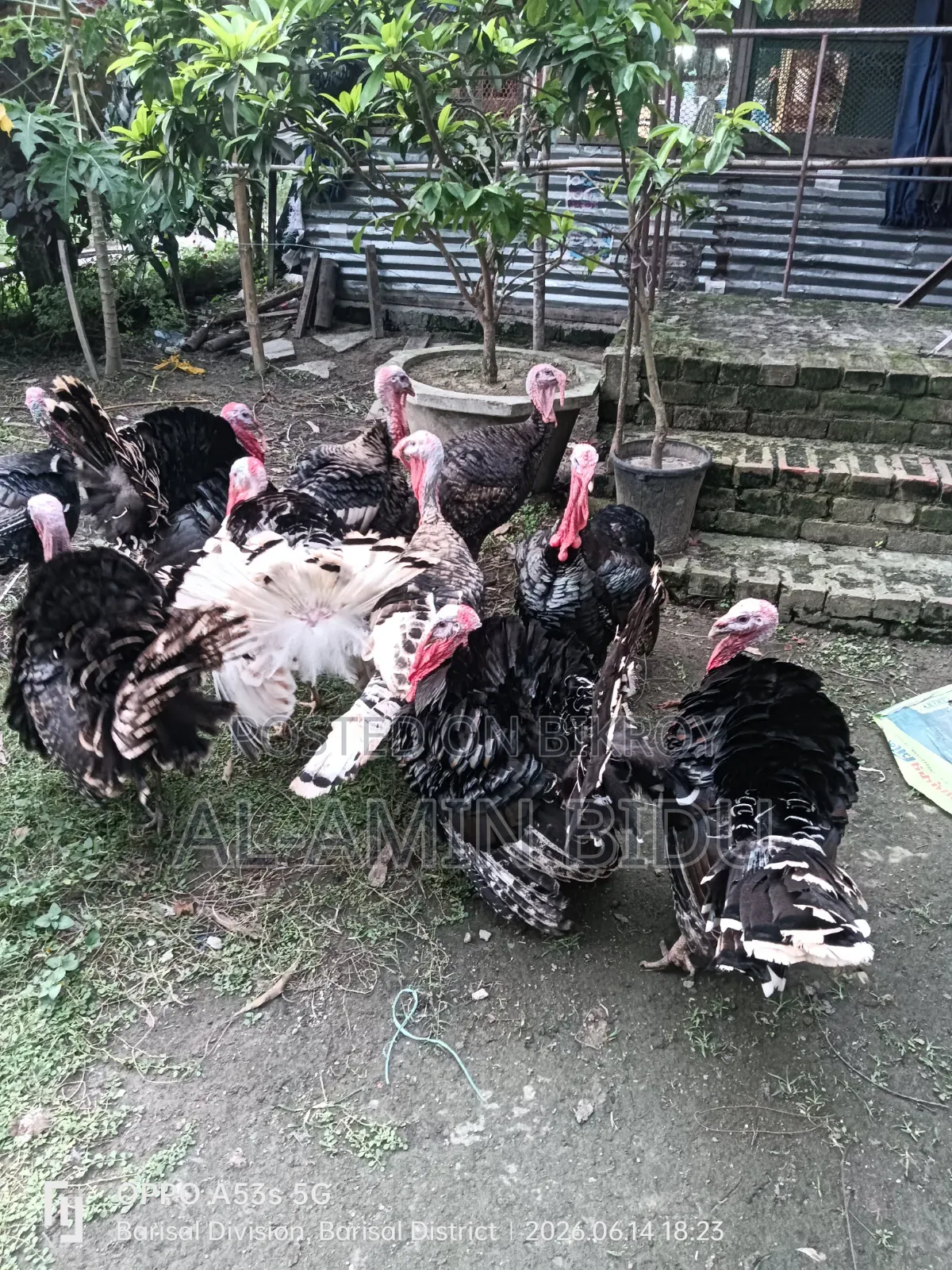 টার্কি মুরগী