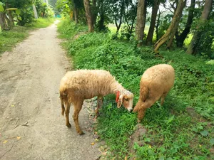 মা গাড়ল ও মেয়ে বাচ্চা বিক্রি হবে 