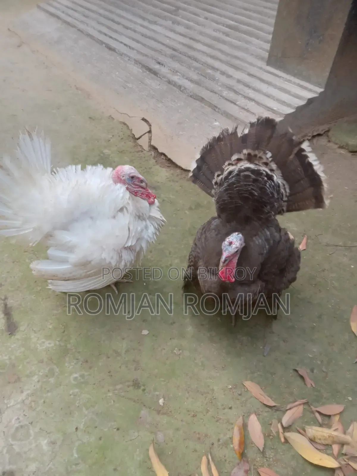 Turkey Chicken