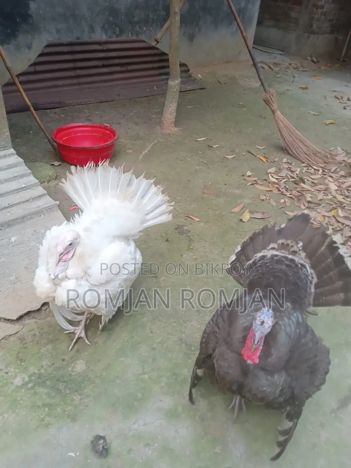 Turkey Chicken