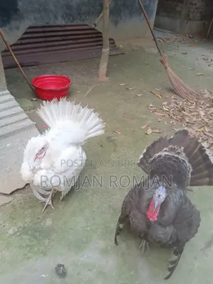 Turkey Chicken