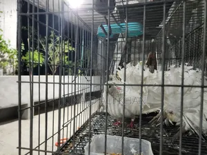 1 Pair Pigeon Adult Running 2 Time Already Breeded