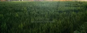 Urgent sale of 5 decimals of land, price 12 lakhs per decimal