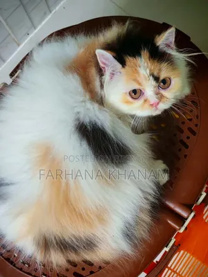 3-6 Months Female Purebred Exotic