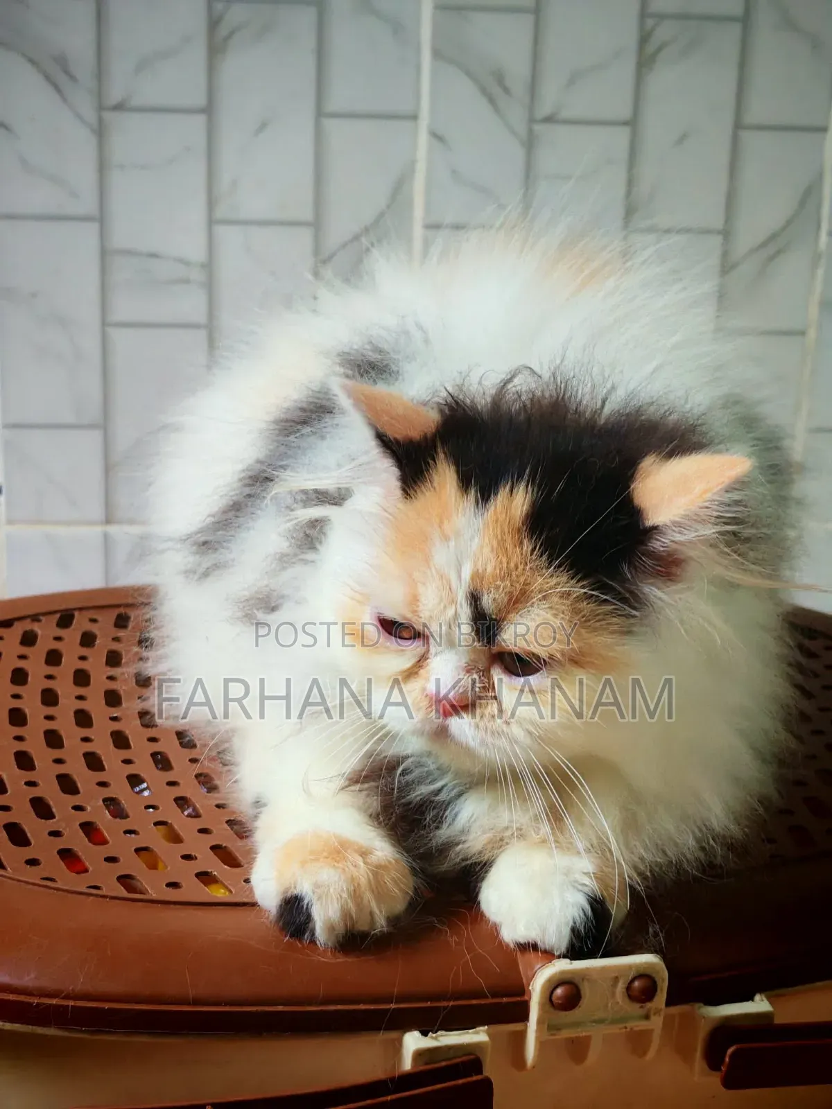 3-6 Months Female Purebred Exotic