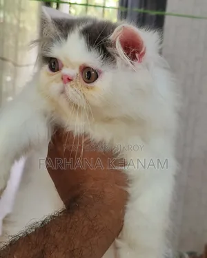 3-6 Months Female Purebred Exotic