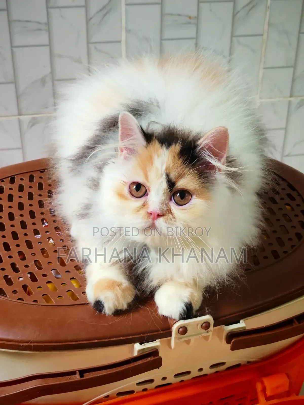 3-6 Months Female Purebred Exotic