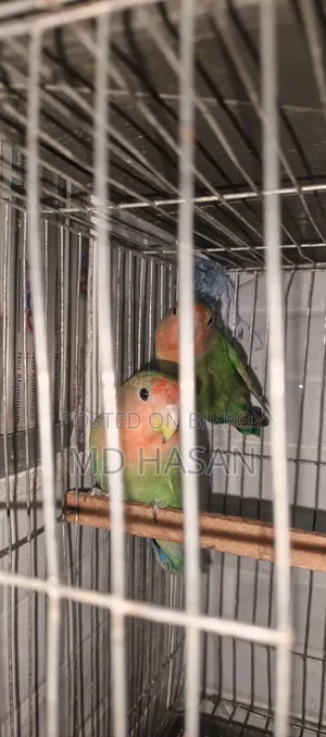 লাভ বার্ড মাস্টার পেয়ার