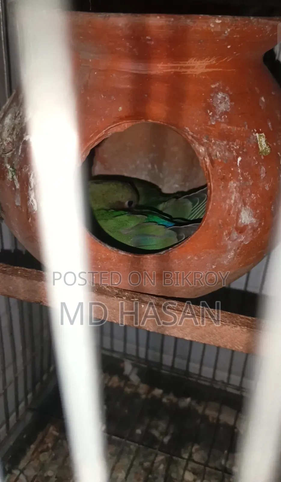 লাভ বার্ড মাস্টার পেয়ার