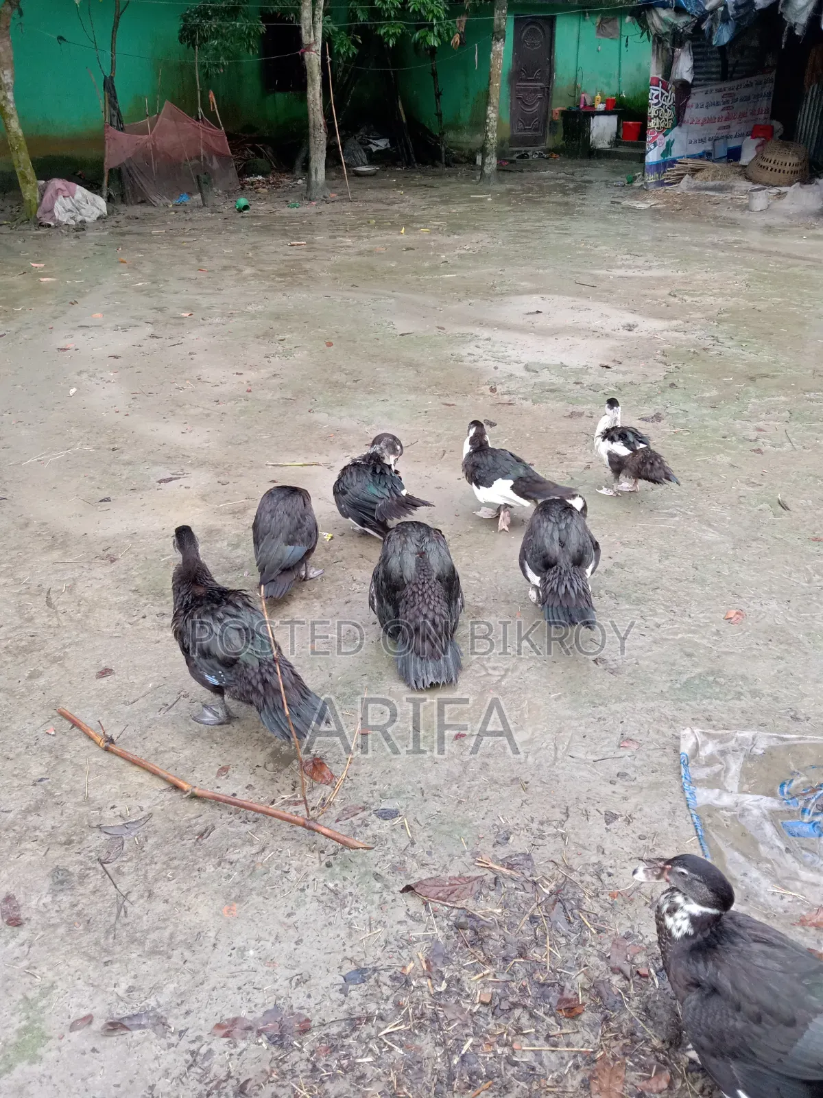 চীনা হাঁস । নিজের পালিত হাঁস