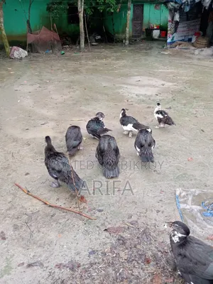 Chinese Duck. Home-raised duck