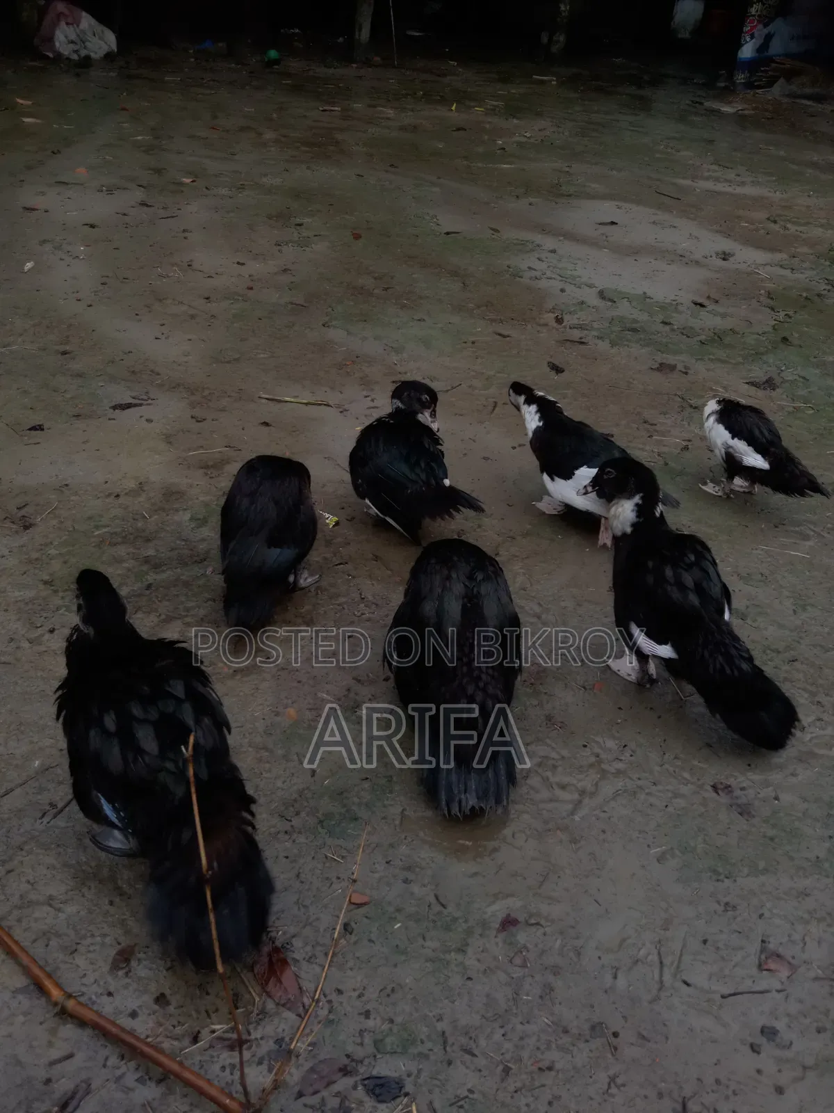 চীনা হাঁস । নিজের পালিত হাঁস