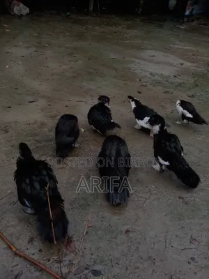 চীনা হাঁস । নিজের পালিত হাঁস