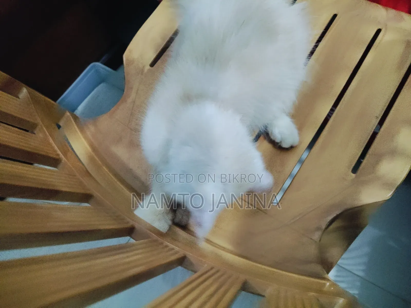 1-3 Months Male Purebred Persian Cat