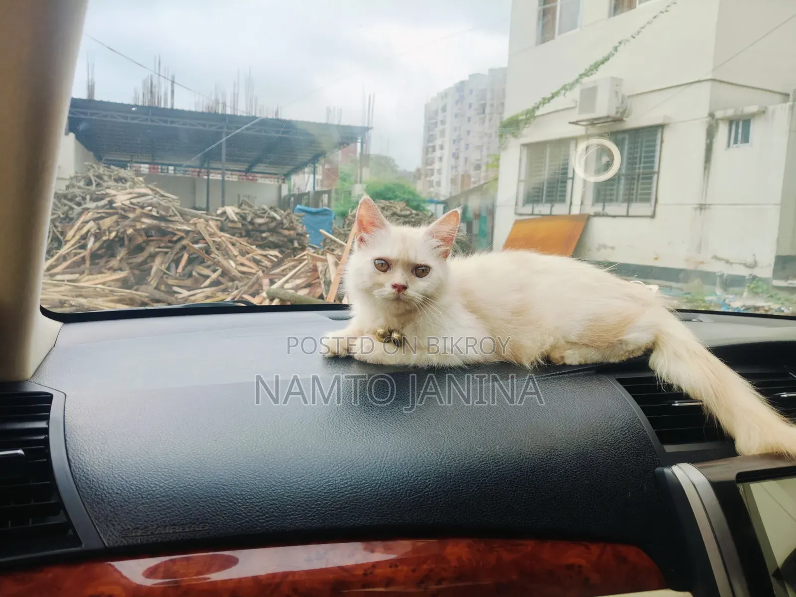 1-3 Months Male Purebred Persian Cat