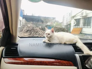 1-3 Months Male Purebred Persian Cat