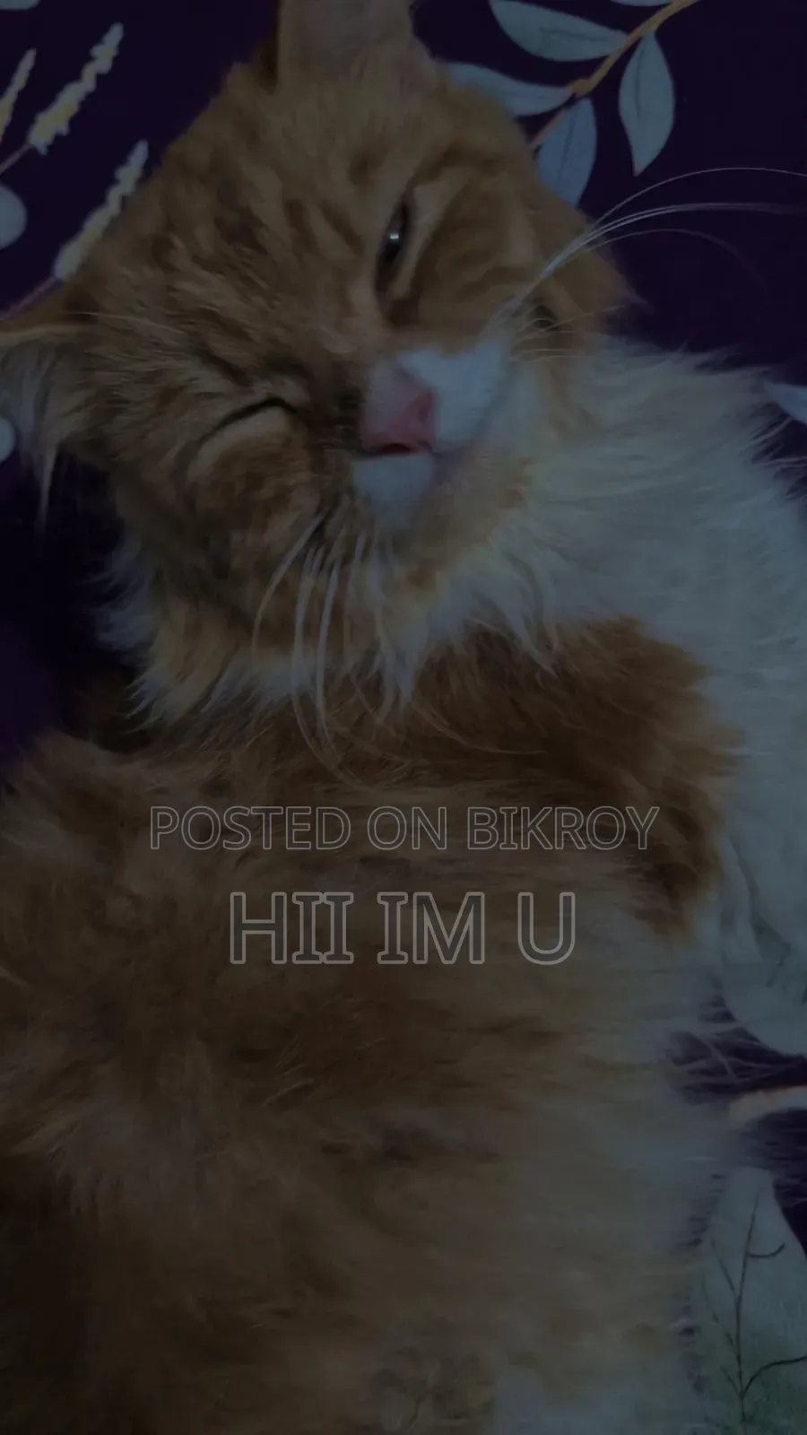 1+ Year Male Purebred Cat