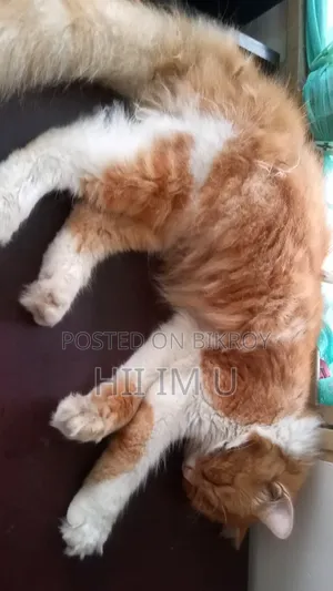1+ Year Male Purebred Cat