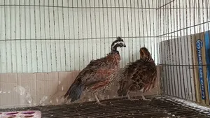 নর্দার্ন বব হোয়াইট কোয়েল