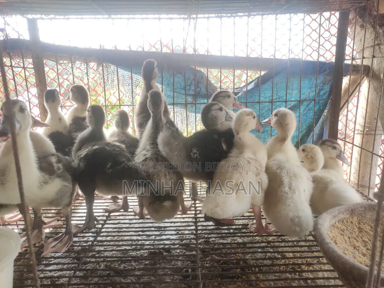 Muscovy ducklings