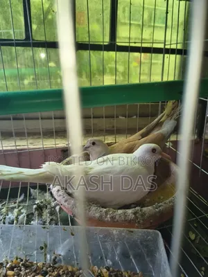 অস্ট্রেলিয়ান ঘুঘু ( মাস্টার পেয়ার )