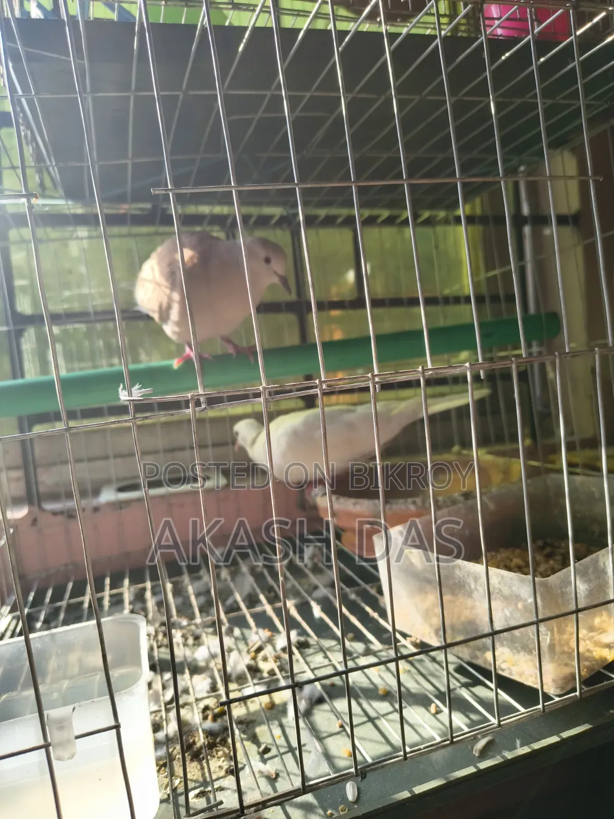 Australian Dove (Master Pair)