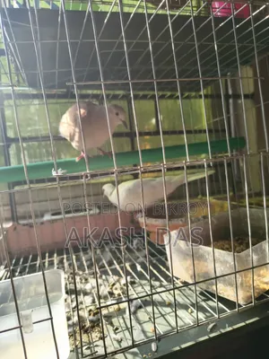 Australian Dove (Master Pair)