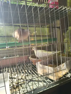 Australian Dove (Master Pair)