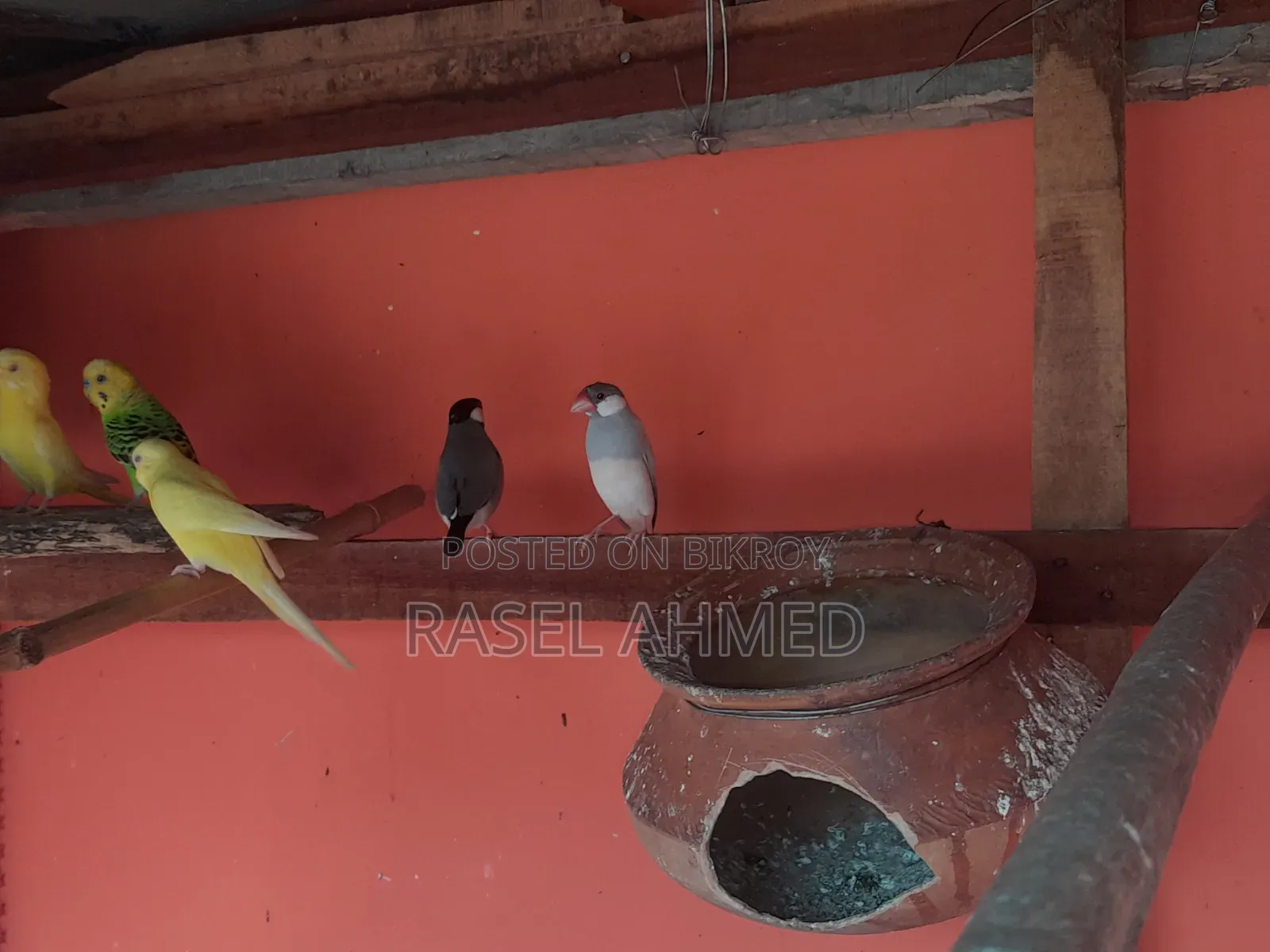 ব্রিডিং পেয়ার মাস্টার জাভা