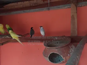 Breeding Pair Master Java