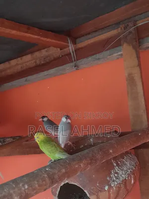 ব্রিডিং পেয়ার মাস্টার জাভা